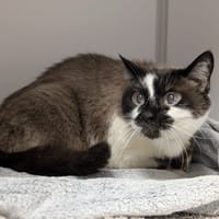 PERLE, chatte à adopter