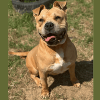 GAYA CHAO, chienne à adopter