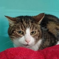 Filoute, chatte à adopter