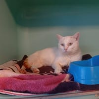 Ivan, chat à adopter