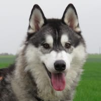 UBY, chien à adopter