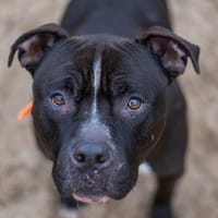 TYRON dit T-Rex, chien à adopter