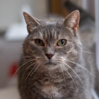 Grisette, chatte à adopter