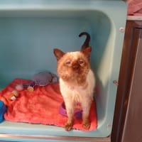 Loupe, chat à adopter