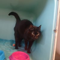 ISIS, chatte à adopter