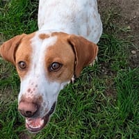 AMBER (réservée), chienne à adopter