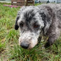 BANDY, chien à adopter