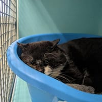 MAZZORBO QCT, chat à adopter