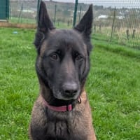 OZZIE QCN, chienne à adopter