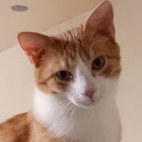 OMEGA, chat à adopter