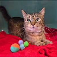 NALA, chatte à adopter