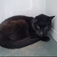 CALI, chatte à adopter