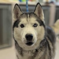 Perse, chien à adopter