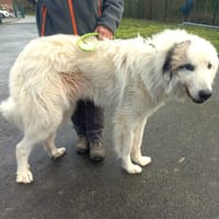 VOLCO, chien à adopter