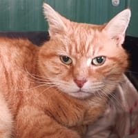 RAMSÈS (réservé), chat à adopter