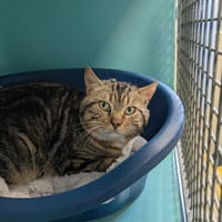 MOLINO QCT, chat à adopter