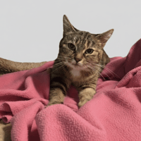 KIARA, chatte à adopter