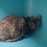 PLUME, chatte à adopter
