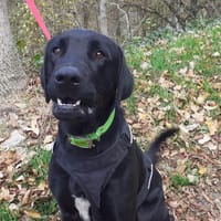 Volt, chien à adopter