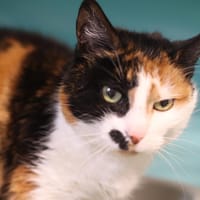 KETA, chatte à adopter