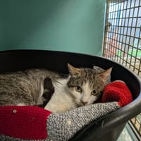 MIAOUDAMOUR QCT, chat à adopter