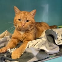 SNOOPY, chat à adopter