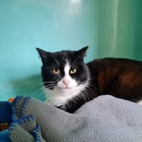 RAPHAEL, chat à adopter
