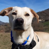 Gaia, chienne à adopter