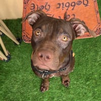 TATANE, chien à adopter