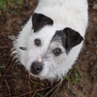 SABBA, chien à adopter