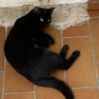 Nana, chatte à adopter