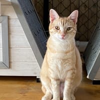 ILMA, chatte à adopter
