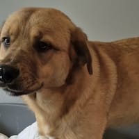 Aligot, chien à adopter