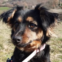 Diana, chienne à adopter