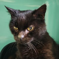 TOFINO QCT, chat à adopter