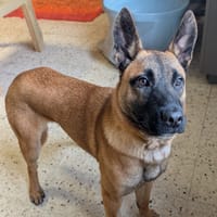 LALY, chienne à adopter