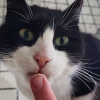 RHODO QCT, chat à adopter