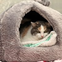 POPPY, chatte à adopter