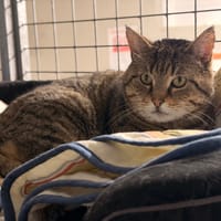 MITTWOCH, chat à adopter