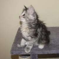 leo, chat à adopter