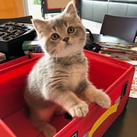 Anabel, chatte à adopter