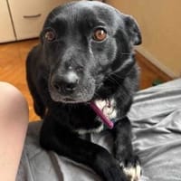 Leon, pies do adopcji