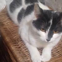 Maciek, kot do adopcji