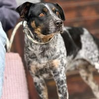 WOGAN (Maria), chien à adopter