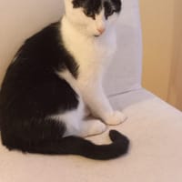 TEDDY, chat à adopter