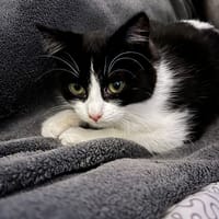 BALTIK, chat à adopter