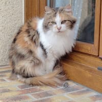 aglae, chatte à adopter
