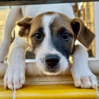 BUDDY (Maria), chien à adopter