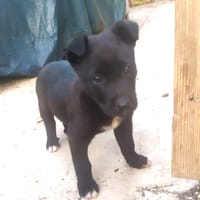 MORGAN (Maria), chien à adopter