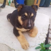 LINA (Maria), chienne à adopter